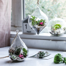 Charger l&#39;image dans la galerie, Set of 3 Glass Hanging Planter Terrarium Containers, Large Size (Dia: 4.72&quot; / 4.72&quot; / 5.12&quot;), Succulent Air Plant Glass Holders.4.5‘’x 7.3‘’
