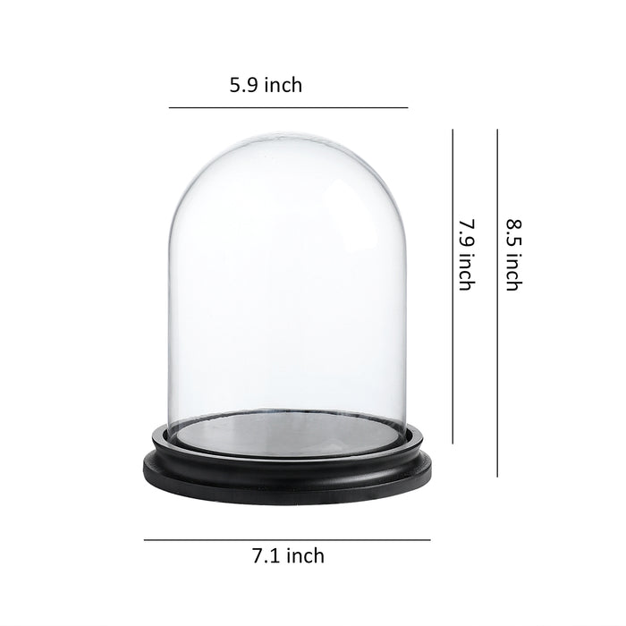 5.9 inch x 8.5 inch Decorative Glass Display Cloche Dome with Black Wood Base